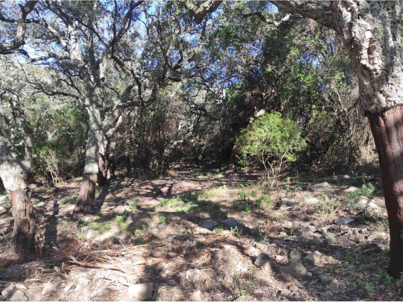 Grunde uden byggetilladelser til salg i Jimena de la Frontera - € 4.300.000 (Ref: 8590183)