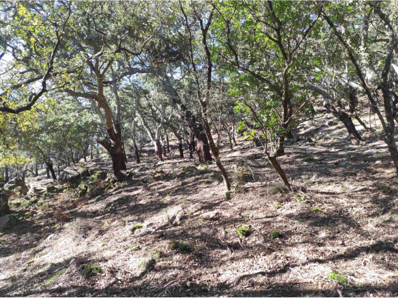 Grunde uden byggetilladelser til salg i Jimena de la Frontera - € 4.300.000 (Ref: 8590183)