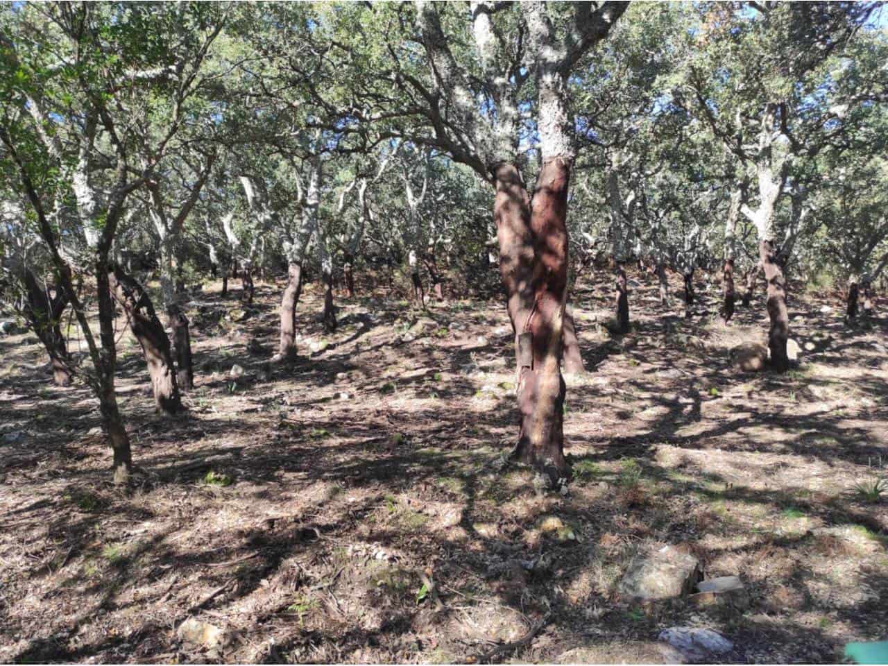 Grunde uden byggetilladelser til salg i Jimena de la Frontera - € 4.300.000 (Ref: 8590183)