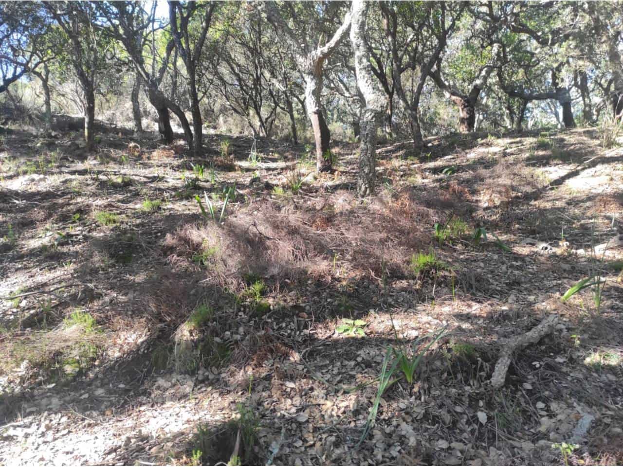 Grunde uden byggetilladelser til salg i Jimena de la Frontera - € 4.300.000 (Ref: 8590183)