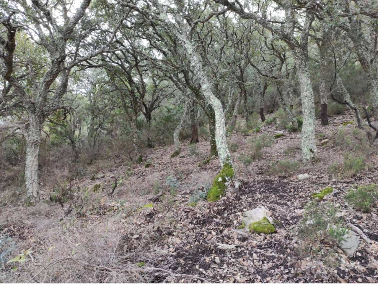 Grunde uden byggetilladelser til salg i Jimena de la Frontera - € 4.300.000 (Ref: 8590183)