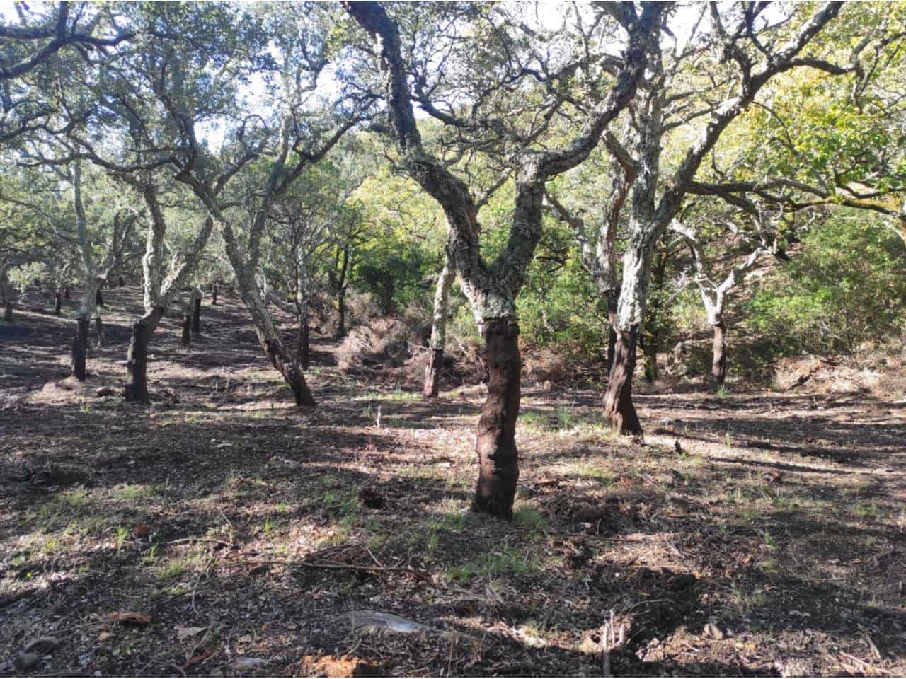 Grunde uden byggetilladelser til salg i Jimena de la Frontera - € 4.300.000 (Ref: 8590183)