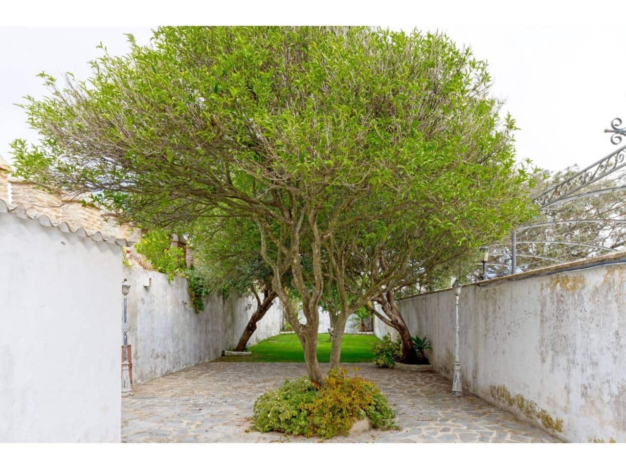 3 sypialnia Dom na sprzedaż w Vejer de la Frontera - 1 075 000 € (Ref: 8738620)