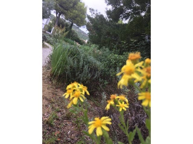 Grunde uden byggetilladelser til salg i Sotogrande, San Roque - € 895.000 (Ref: 9033841)