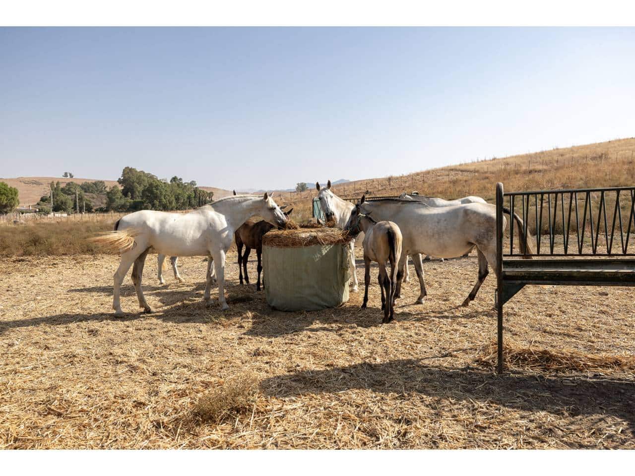 5 sovrum Finca/Hus på landet till salu i Marchenilla - 1 800 000 € (Ref: 9187893)