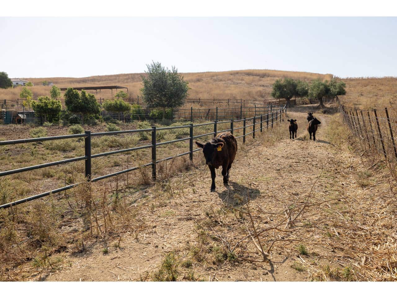 5 sovrum Finca/Hus på landet till salu i Marchenilla - 1 800 000 € (Ref: 9187893)