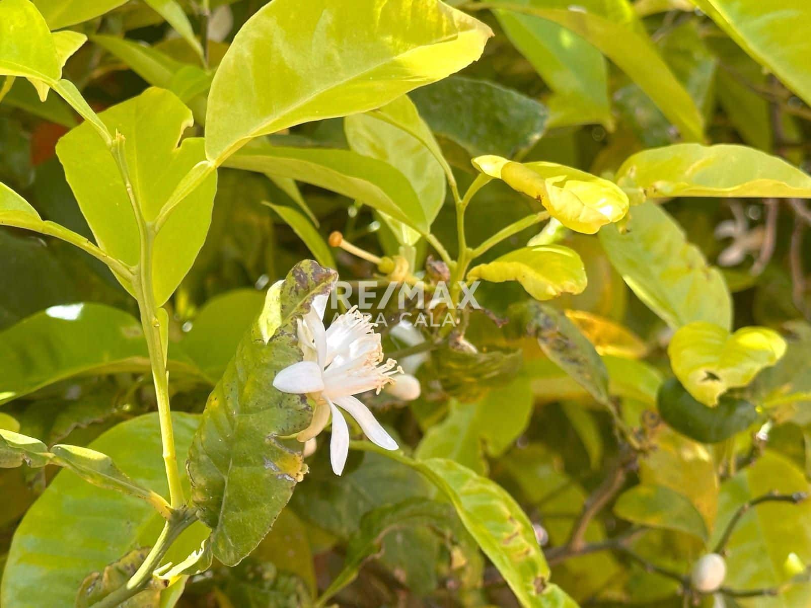 4 soverom Villa til salgs i Colonia de Sant Pere / Colonia de San Pedro med garasje - € 695 000 (Ref: 9770904)