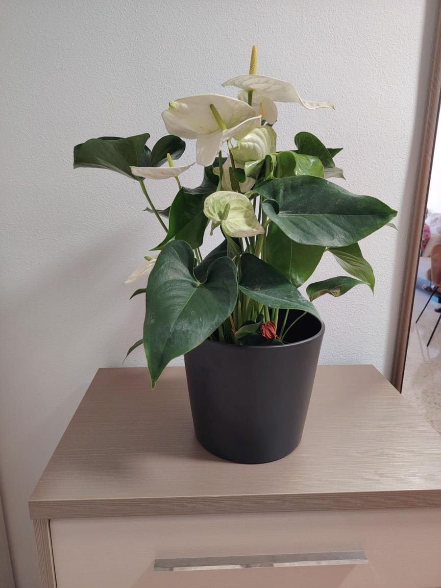 3 Zimmer Apartment zu vermieten in Malaga Stadt mit Pool Garage - 1.600 € (Ref: 10055362)