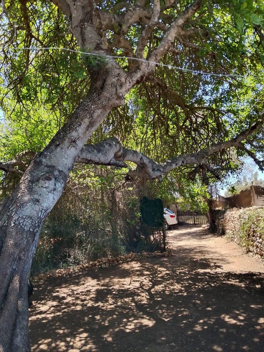 1 soverom Finca/Herregård til salgs i Llubi - € 118 900 (Ref: 10187151)