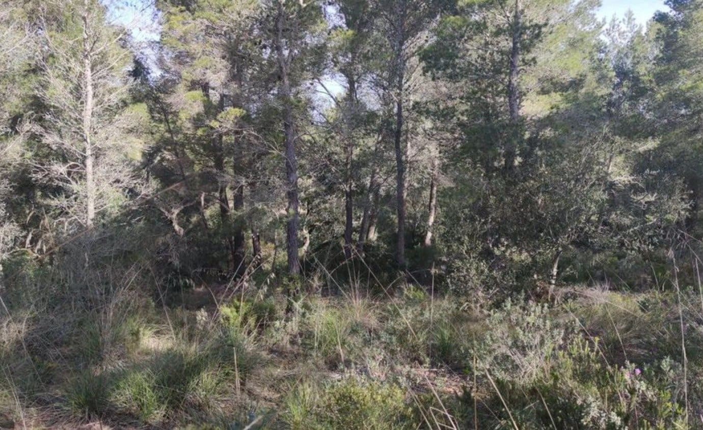 Mark till salu i Felanitx - 19 000 € (Ref: 9278334)