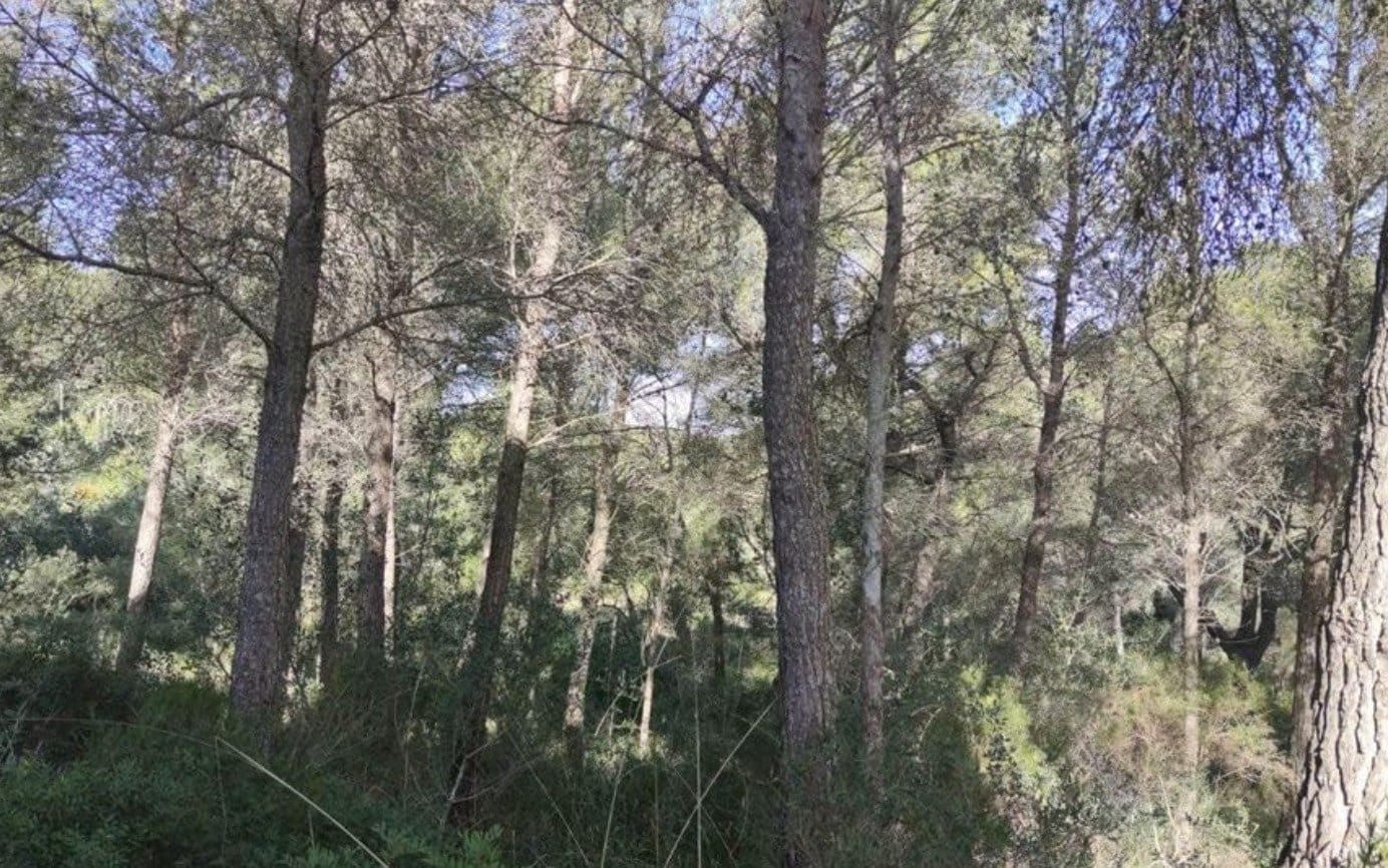 Mark till salu i Felanitx - 19 000 € (Ref: 9278334)