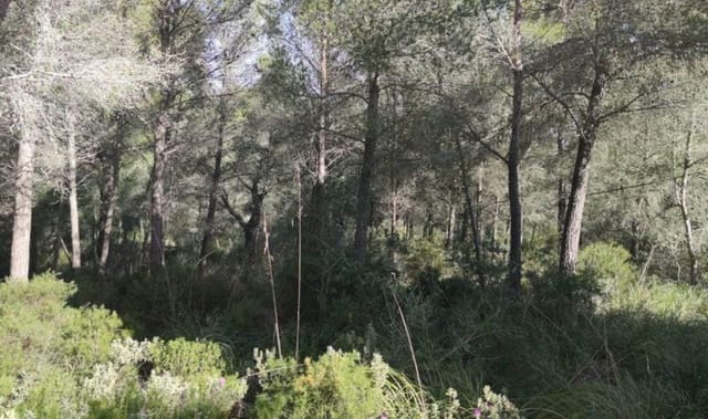 Grunde uden byggetilladelser til salg i Felanitx - € 19.000 (Ref: 9278334)