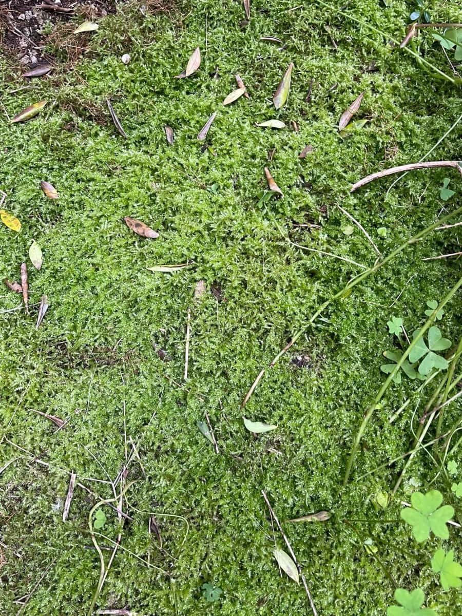 3 chambre Maison de Ville à vendre à Porreres avec garage - 265 000 € (Ref: 9278339)