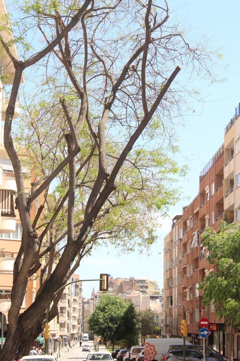 3 quarto Apartamento para venda em Palma de Mallorca - 399 000 € (Ref: 9278351)