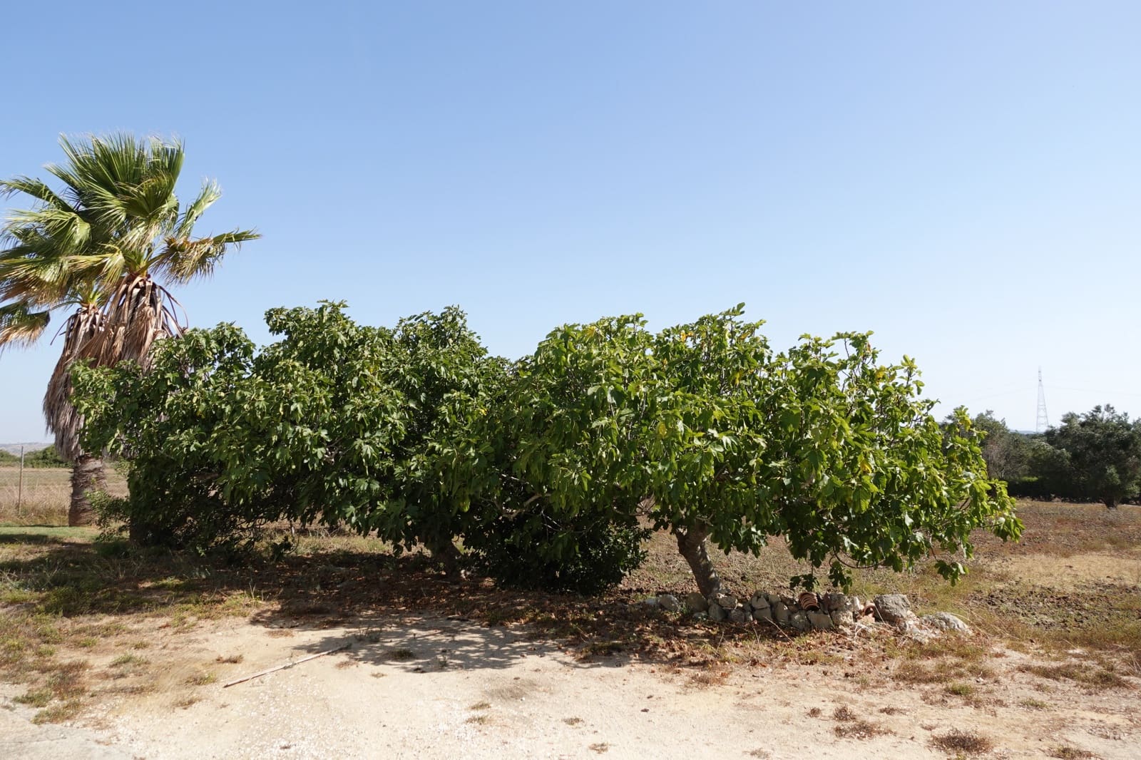 3 Zimmer Finca/Landgut zu verkaufen in Chiclana de la Frontera mit Garage - 213.500 € (Ref: 10045846)
