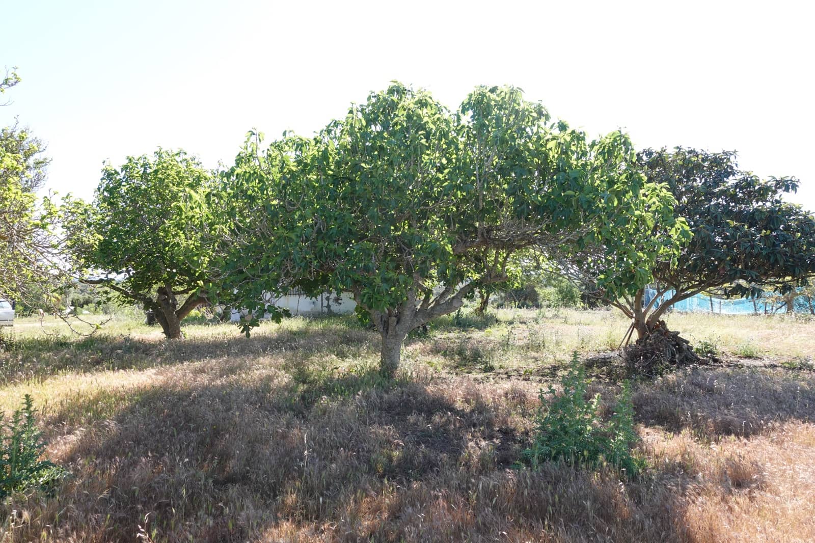 1 soveværelse Finca/Landehus til salg i Chiclana de la Frontera med garage - € 185.000 (Ref: 7526994)