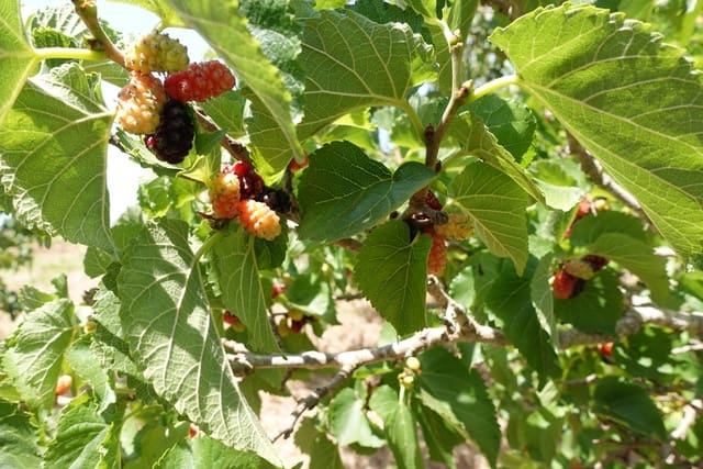 1 chambre Finca/Maison de Campagne à vendre à Chiclana de la Frontera avec garage - 185 000 € (Ref: 7526994)