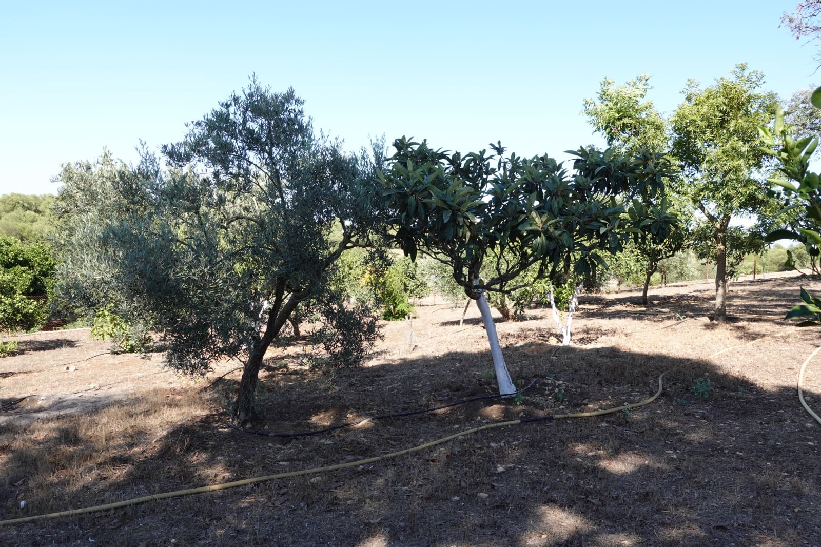 5 chambre Finca/Maison de Campagne à vendre à Benalup avec piscine garage - 525 000 € (Ref: 7712040)