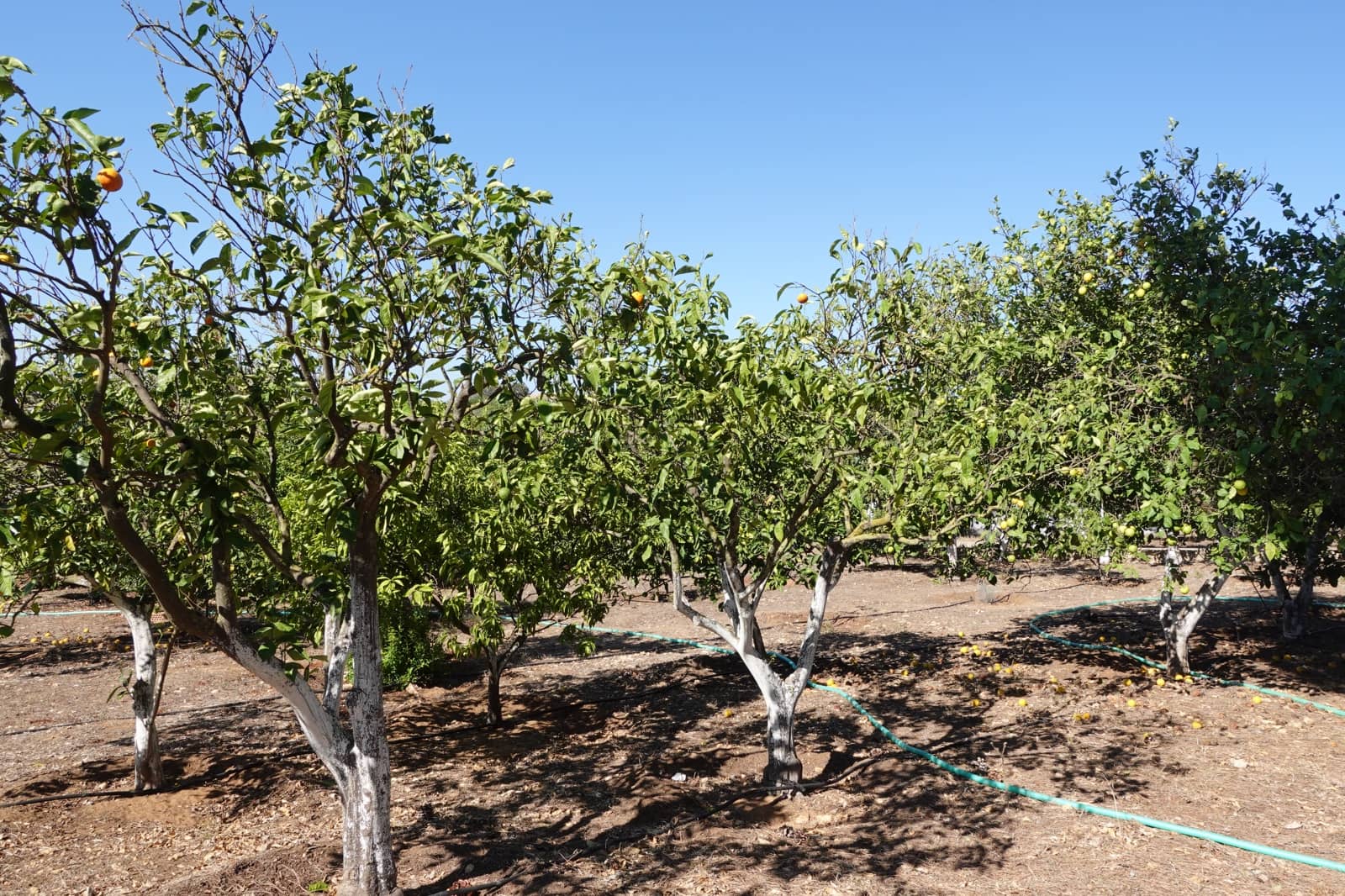 5 chambre Finca/Maison de Campagne à vendre à Benalup avec piscine garage - 525 000 € (Ref: 7712040)