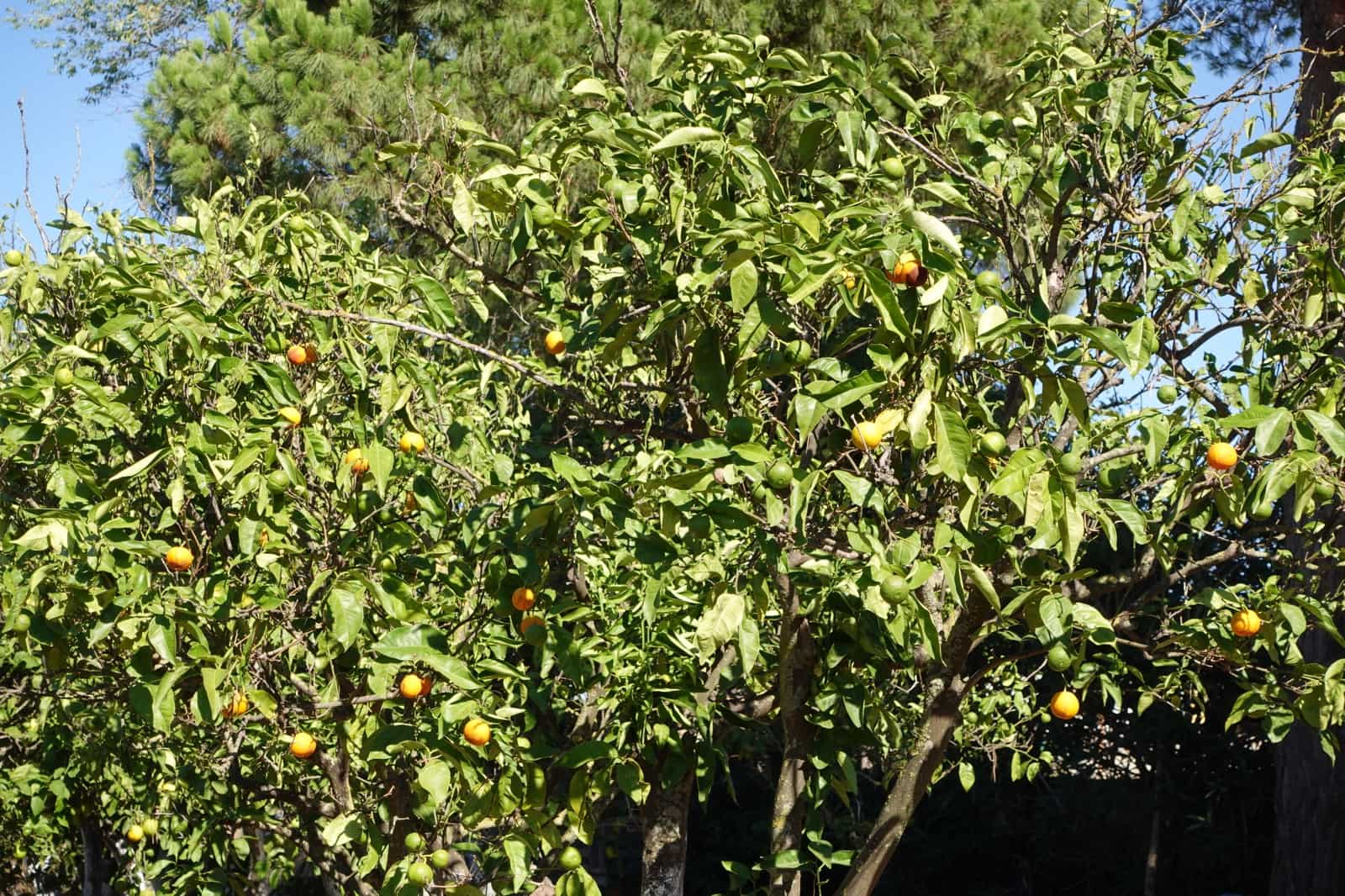 5 chambre Finca/Maison de Campagne à vendre à Benalup avec piscine garage - 525 000 € (Ref: 7712040)