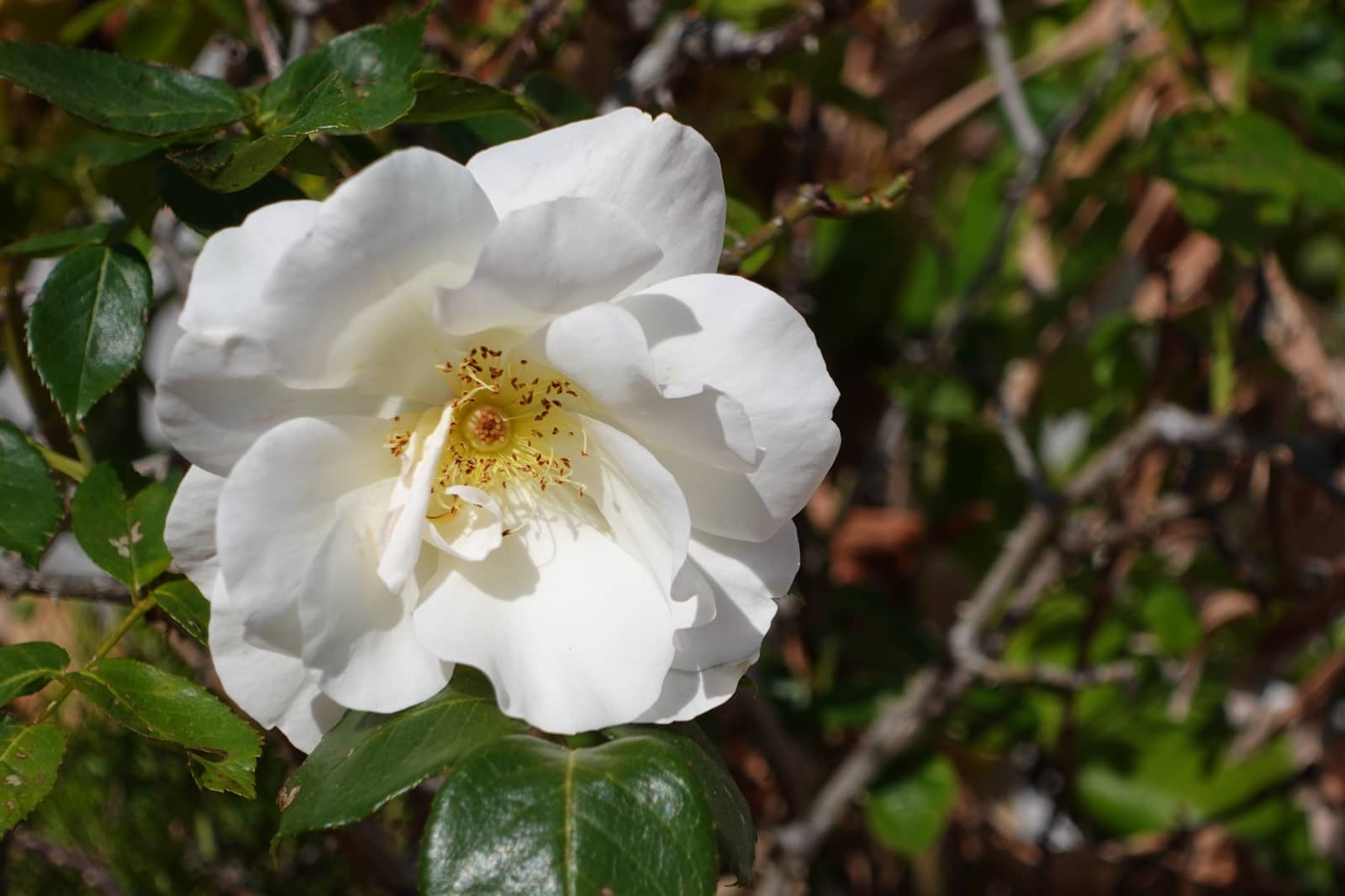 3 soveværelse Villa til salg i Chiclana de la Frontera med swimmingpool garage - € 435.000 (Ref: 8326685)