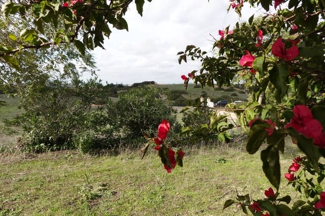 1 quarto Quinta/Casa Rural para venda em Medina-Sidonia com garagem - 150 000 € (Ref: 8754161)