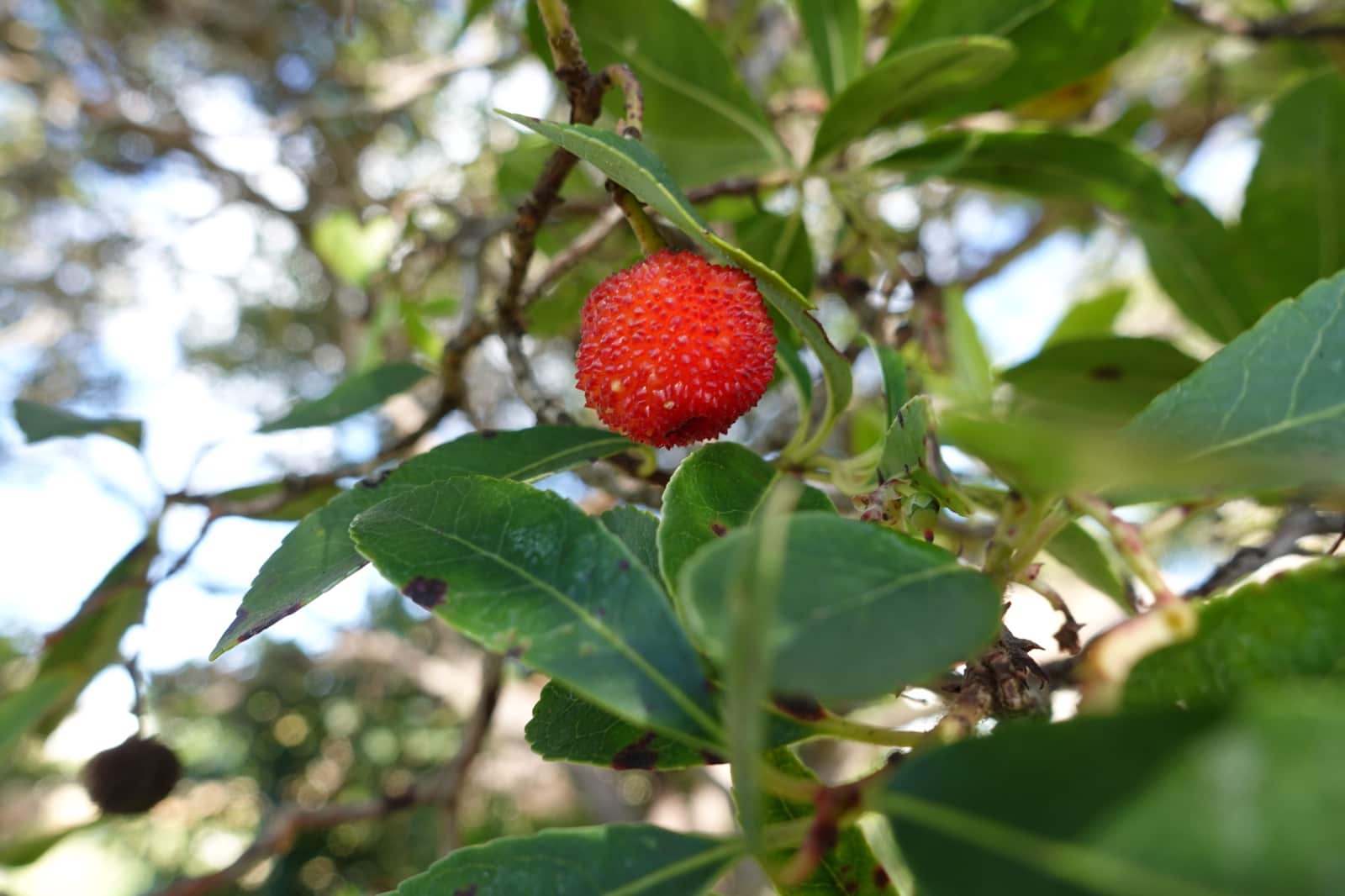 4 soveværelse Villa til salg i La Barrosa med swimmingpool garage - € 450.000 (Ref: 8754813)