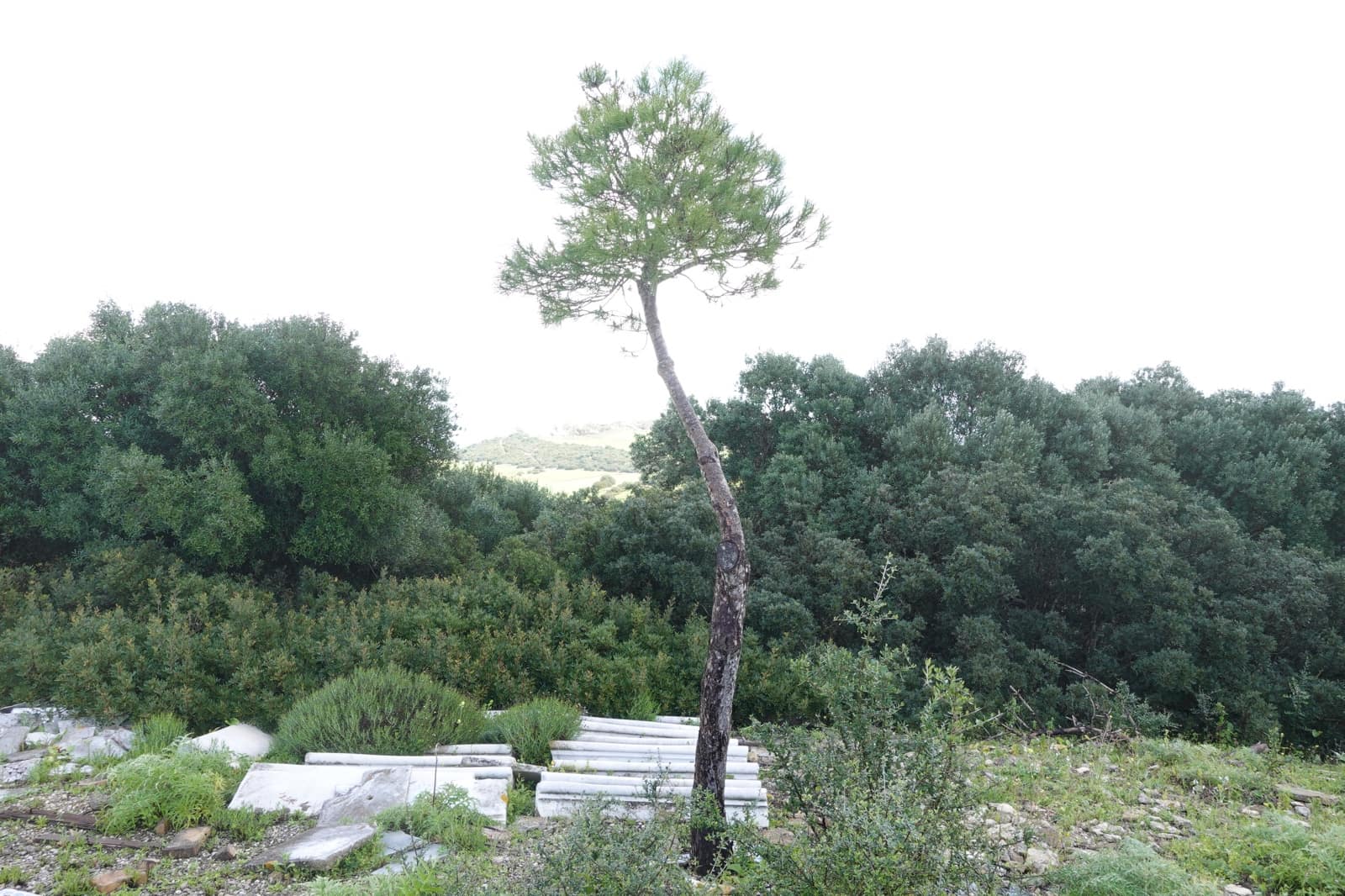 1 camera da letto Finca/Casa di Campagna in vendita in Medina-Sidonia con garage - 170.000 € (Rif: 8973342)