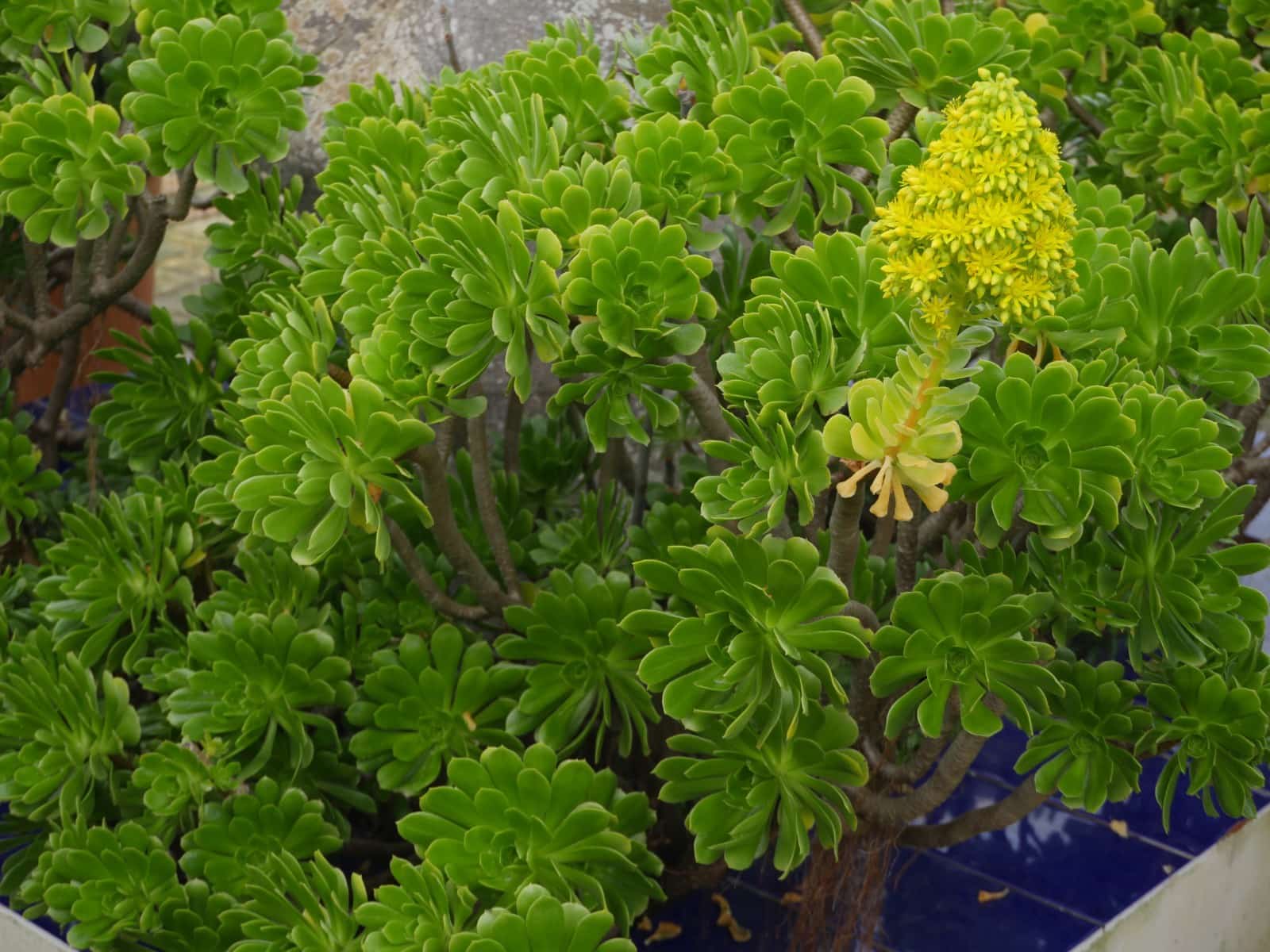 4 chambre Finca/Maison de Campagne à vendre à Chiclana de la Frontera avec piscine garage - 348 000 € (Ref: 9565862)