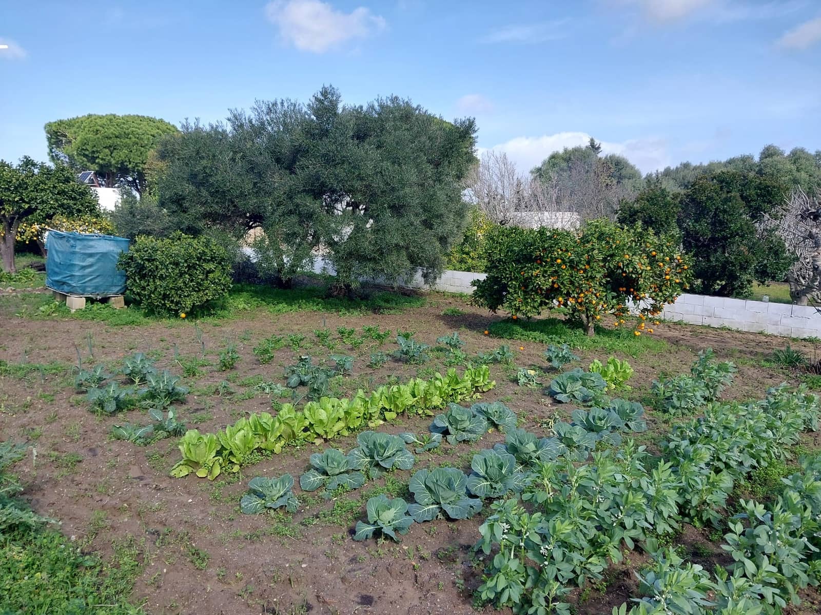 3 makuuhuone Maalaistalo myytävänä paikassa Chiclana de la Frontera mukana uima-altaan 
autotalli - 199 000 € (Ref: 9588439)