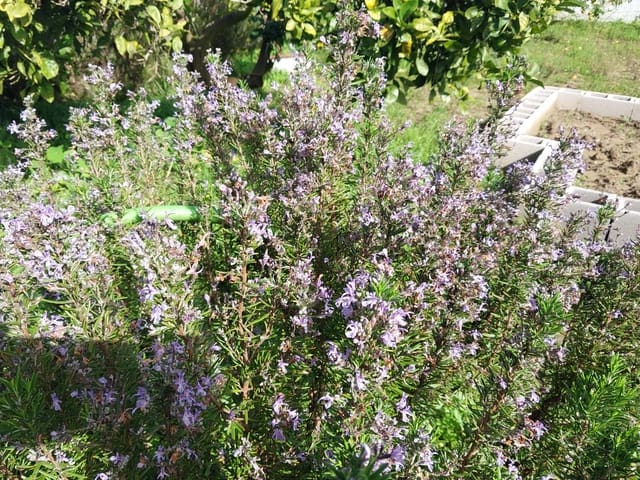 3 makuuhuone Maalaistalo myytävänä paikassa Chiclana de la Frontera mukana uima-altaan 
autotalli - 199 000 € (Ref: 9588439)