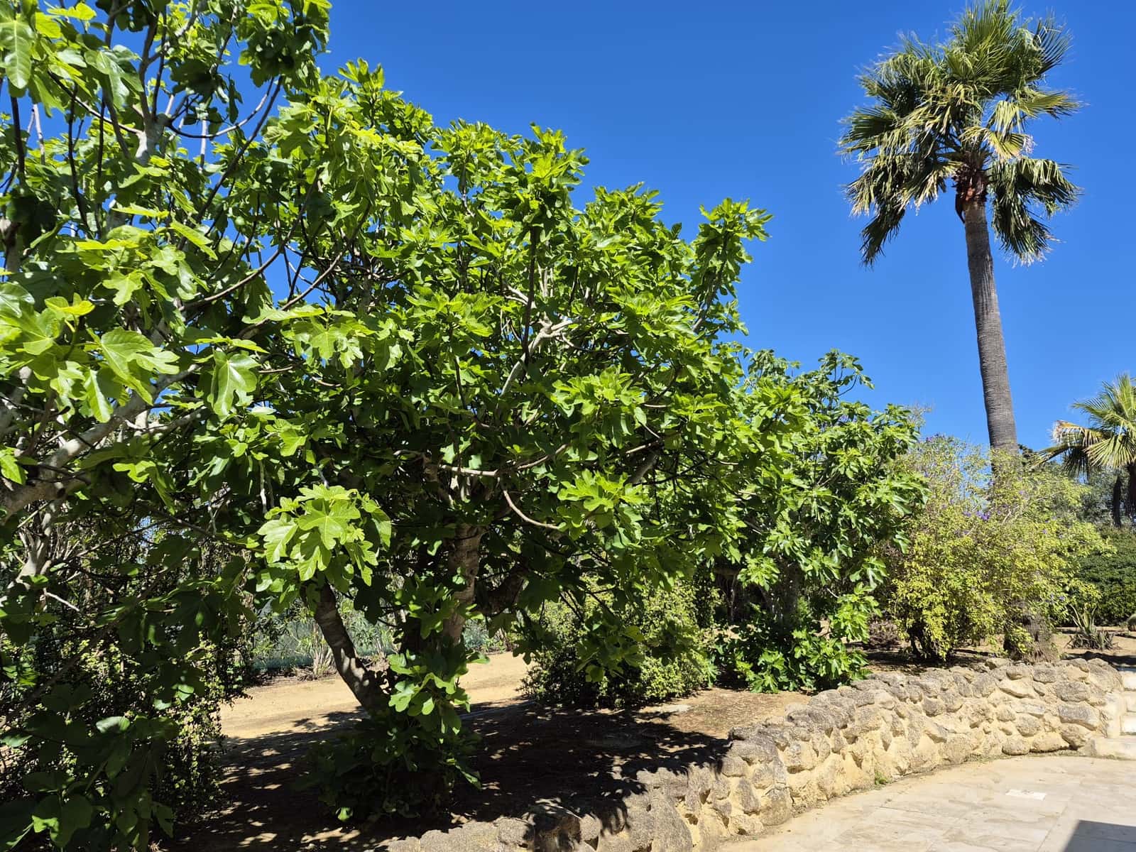 4 soverom Finca/Herregård til salgs i Chiclana de la Frontera med svømmebasseng garasje - € 525 000 (Ref: 9752351)