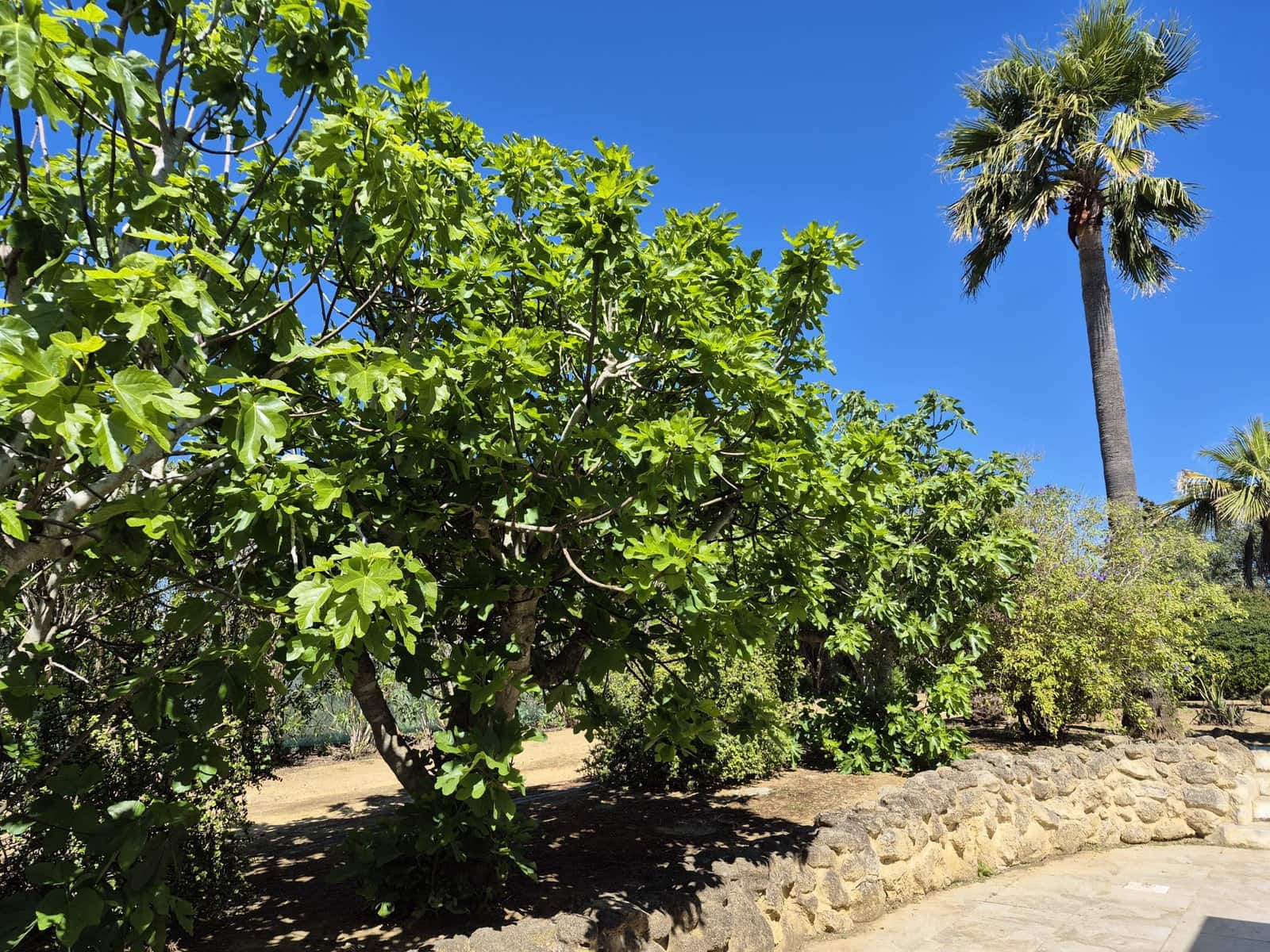 4 bedroom Finca/Country House for sale in Chiclana de la Frontera with pool garage - € 525,000 (Ref: 9752351)