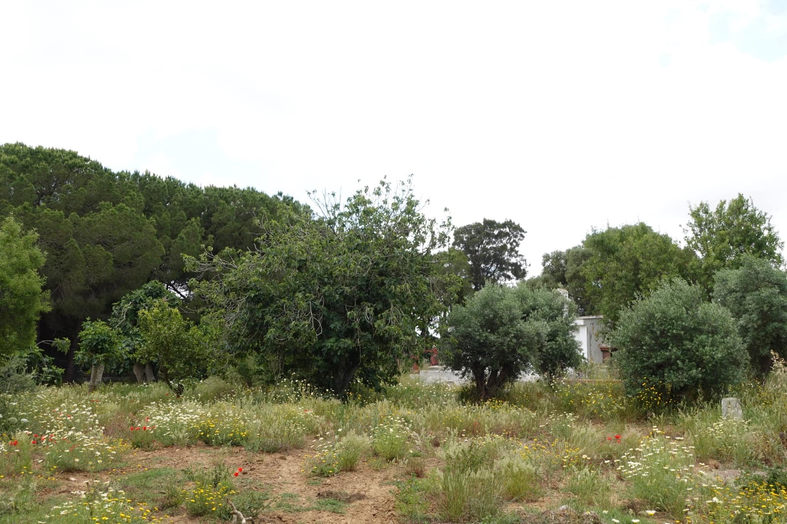 2 sypialnia Finka/Dom wiejski na sprzedaż w Chiclana de la Frontera z garażem - 208 000 € (Ref: 9848069)