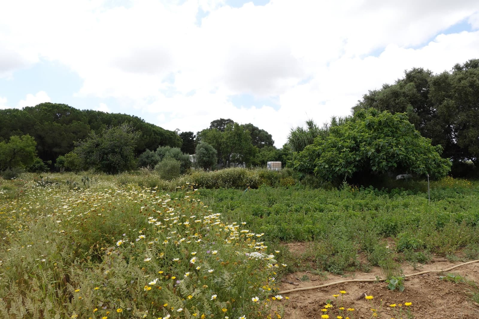 2 bedroom Finca/Country House for sale in Chiclana de la Frontera with garage - € 208,000 (Ref: 9848069)