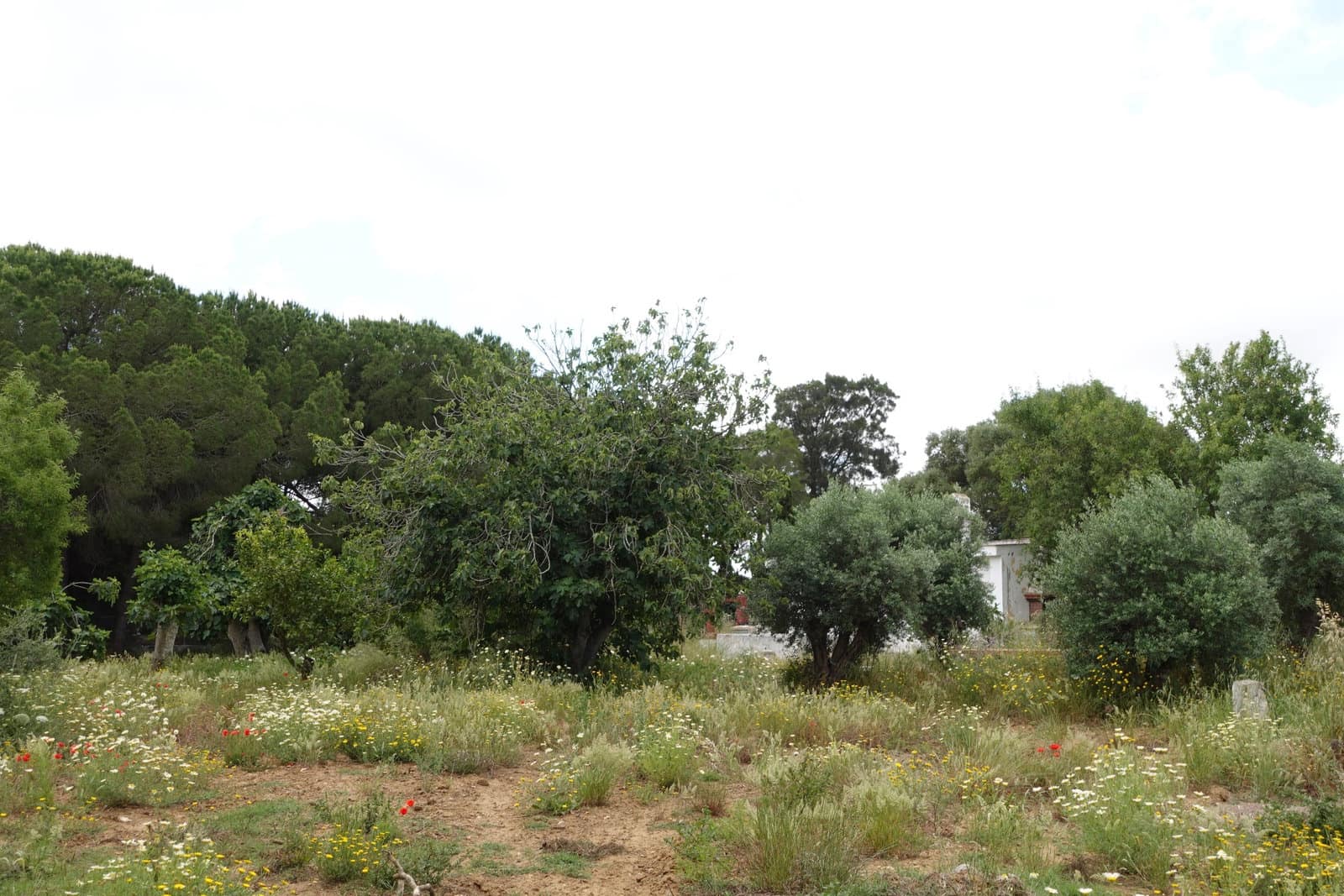 2 bedroom Finca/Country House for sale in Chiclana de la Frontera with garage - € 208,000 (Ref: 9848069)