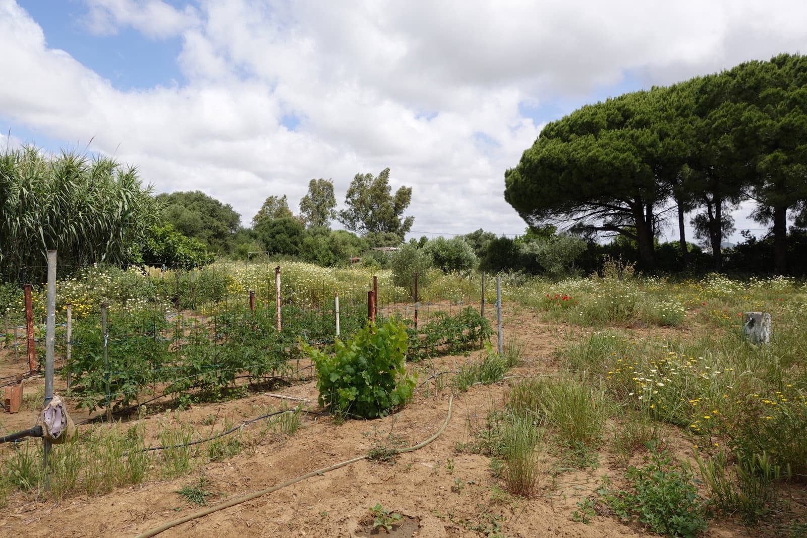 2 bedroom Finca/Country House for sale in Chiclana de la Frontera with garage - € 208,000 (Ref: 9848069)