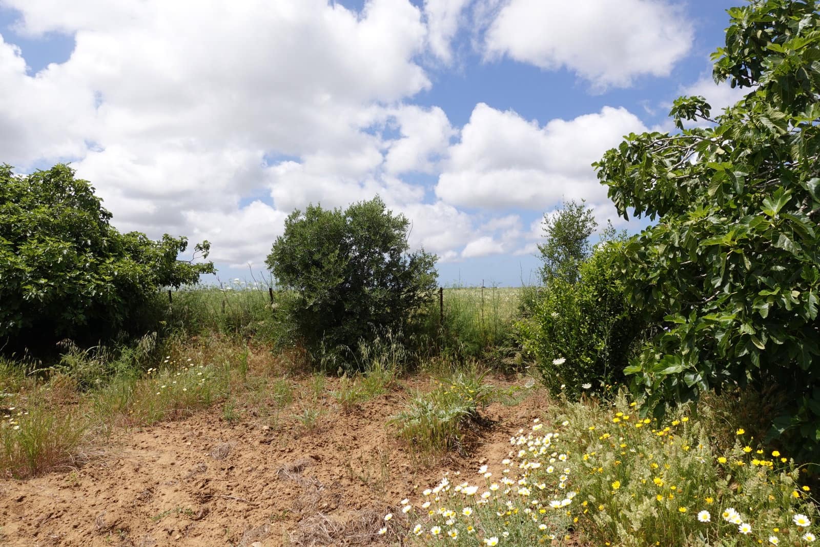 2 bedroom Finca/Country House for sale in Chiclana de la Frontera with garage - € 208,000 (Ref: 9848069)