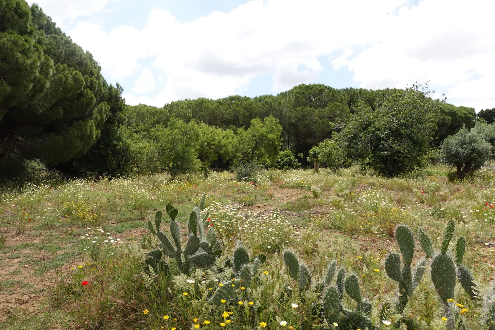2 bedroom Finca/Country House for sale in Chiclana de la Frontera with garage - € 208,000 (Ref: 9848069)