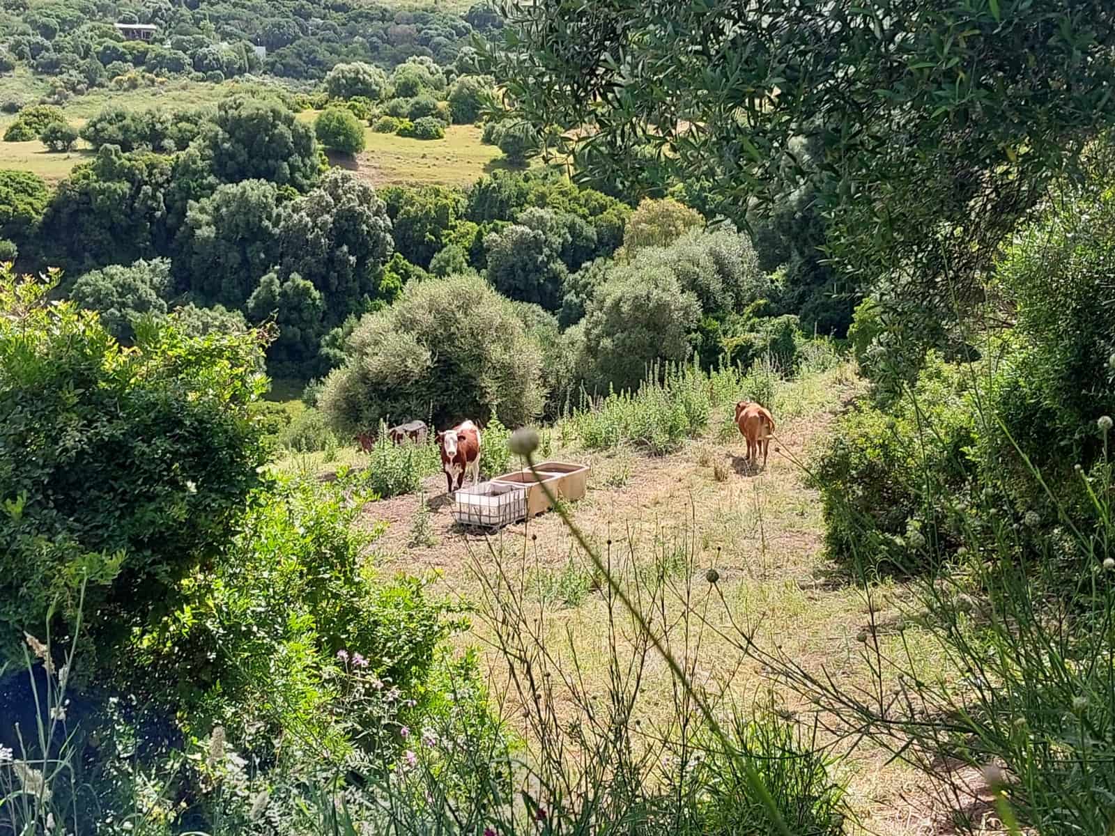 Finca/Country House for sale in Vejer de la Frontera - € 290,000 (Ref: 9922863)