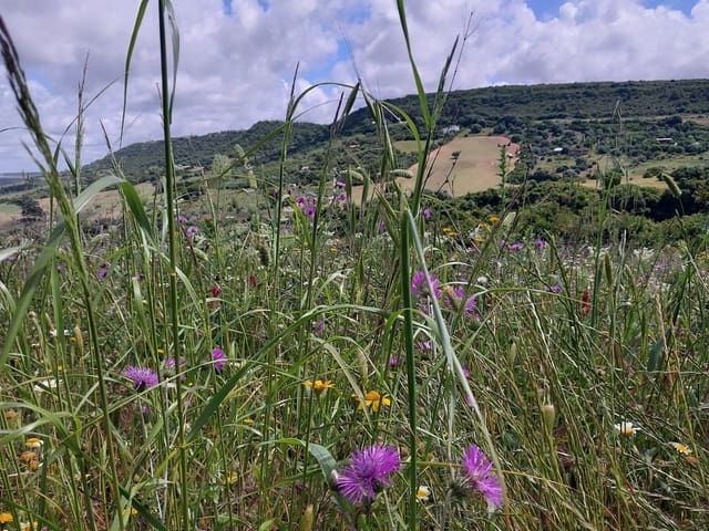 Finca/Casa di Campagna in vendita in Vejer de la Frontera - 290.000 € (Rif: 9922863)