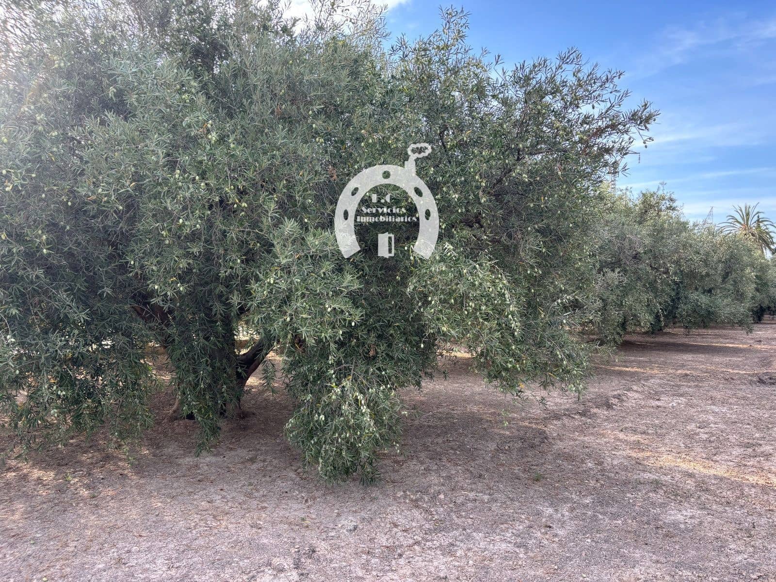 Commercial for sale in Elche / Elx - € 130,000 (Ref: 10007852)