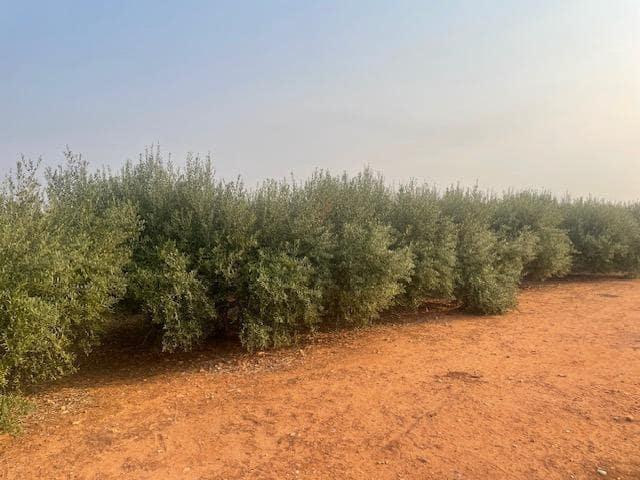 Mark till salu i Cartagena - 298 000 € (Ref: 9187113)