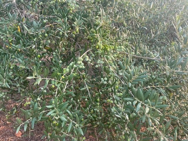 Mark till salu i Cartagena - 298 000 € (Ref: 9187113)