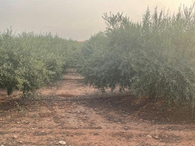 Terreno Não Urbanizado para venda em Cartagena - 299 000 € (Ref: 9187113)