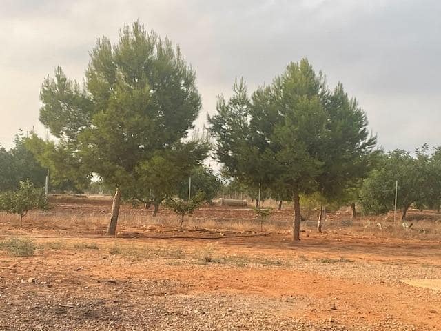 Terreno Não Urbanizado para venda em Cartagena - 299 000 € (Ref: 9187113)