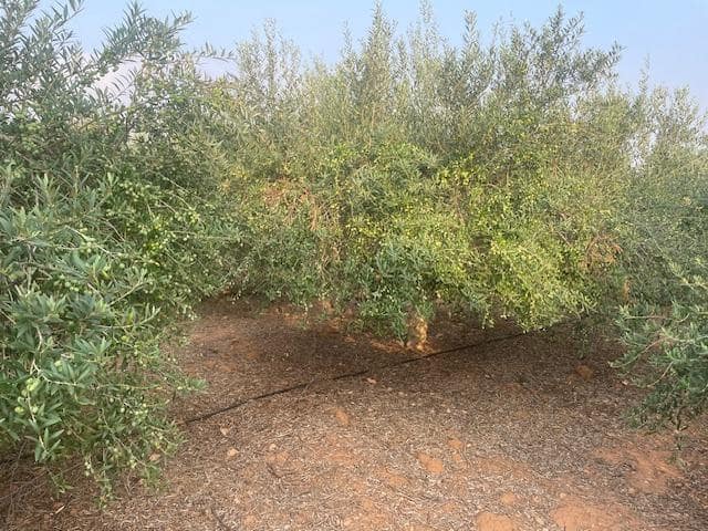 Terreno Não Urbanizado para venda em Cartagena - 299 000 € (Ref: 9187113)