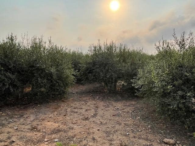 Terreno Não Urbanizado para venda em Cartagena - 299 000 € (Ref: 9187113)