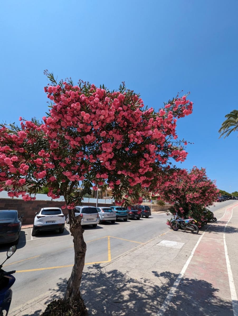 2 makuuhuone Huoneisto myytävänä paikassa Cabo Roig mukana uima-altaan - 195 000 € (Ref: 10118029)