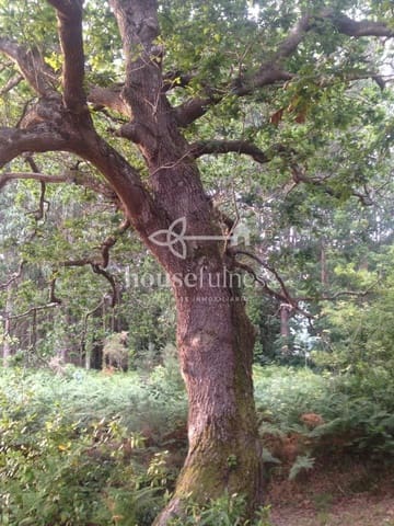 8 quarto Moradia para venda em O Vicedo - 150 000 € (Ref: 9218906)